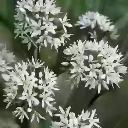 Ursinum (Wild Garlic)
